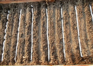 Rădăcină în seră la însămânțare, caracteristici ale diluției de seră în comparație cu plantarea în sol