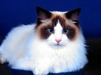 Ragdoll vásárolni egy cica fényképet, hogy mennyi a rágógumi cica, milyen korban tudsz