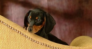 Grija obișnuită pentru ghearele unui câine, site-ul dachshund