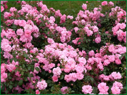 Rózsa ültetése és gondozása a nyílt terepen, termesztés és kombináció a tájtervezés, fotó,