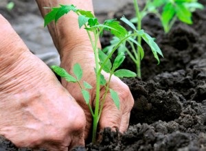 Grădină și grădină - sfaturi pentru grădinari