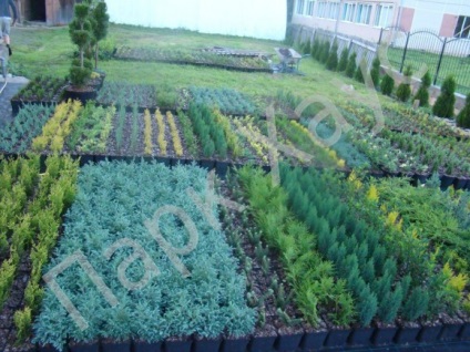 Centrul de grădinărit din Rostov-pe-Don, cumpărați plante conifere, foioase, ornamentale, exotice,
