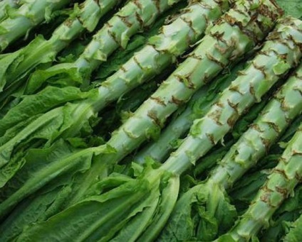 Saláta spárga - saláta - zöld kultúrák - zöldségtermesztés