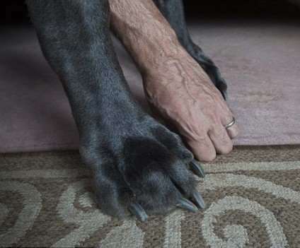 A világ legnagyobb kutyája (george), wikimost