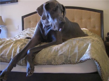 Cel mai mare câine din lume (george), wikimost