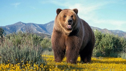 A világ legnagyobb medvék