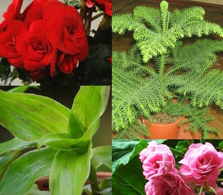 Cele mai utile plante pentru fotografie și nume de acasă