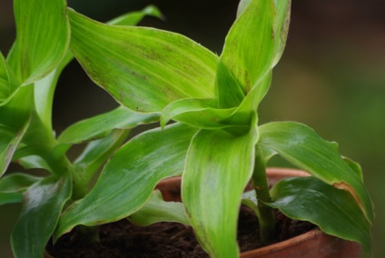 Cele mai utile plante pentru fotografie și nume de acasă