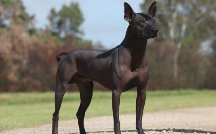 Cele mai rare rase de câini (câinele)