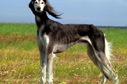 Cele mai rare rase de câini (câinele)