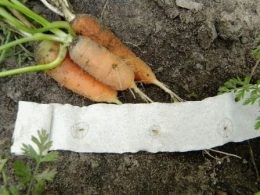 Semințe de morcovi pe hârtie igienică cum să facă propria lor, casa de vară