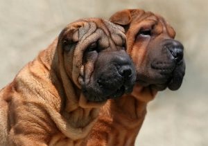 Descrierea și caracterizarea Sharpei a rasei, caracterul, fotografia, totul despre câini