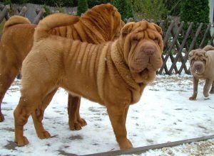 Descrierea și caracterizarea Sharpei a rasei, caracterul, fotografia, totul despre câini