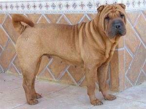 Descrierea și caracterizarea Sharpei a rasei, caracterul, fotografia, totul despre câini