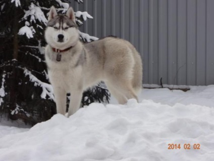 Siberian Husky chester, animal de companie pentru împerechere, Moscova