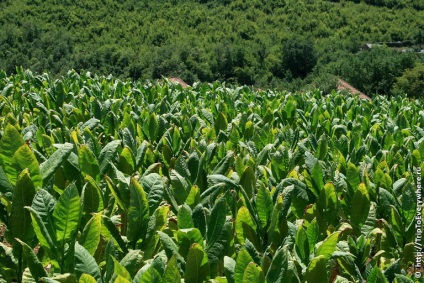 Skadar tó és virpazar