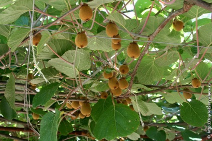 Skadar tó és virpazar