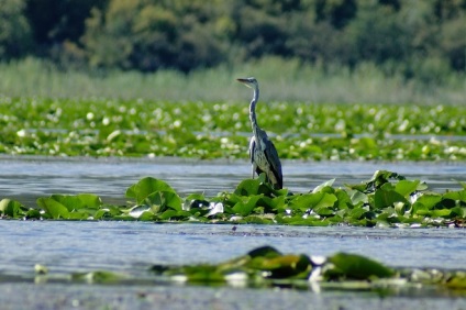 Lacul Skadar, skadarsko jezero, umbra lacului