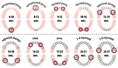 Hány babafogatnak kell a gyermeknek normája és eltérése