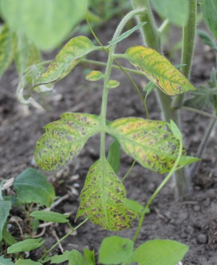 Câte frunze mai mici pot fi îndepărtate din roșii fără a afecta planta