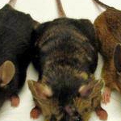 Amestecarea speciilor de șoareci de șoarece, o mecanică populară în revistă
