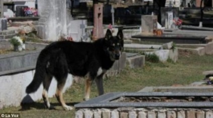 Câinele însuși a găsit mormântul proprietarului, și a locuit pe el timp de 6 ani