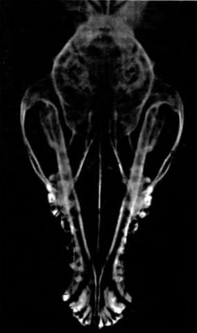 Osteologie specială