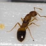 Metode de luptă împotriva furnicilor faraon în apartament și prevenirea apariției lor