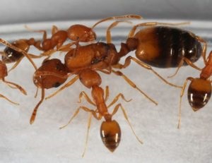 Metode de luptă împotriva furnicilor faraon în apartament și prevenirea apariției lor