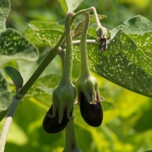 Metode de cultivare a vinetelor, semințelor și răsadurilor de vinete