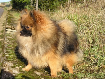Standardul Pomeranian de Pomeranian (pkf)