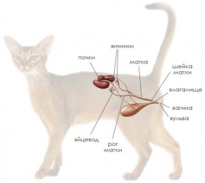 Sterilizarea pisicilor