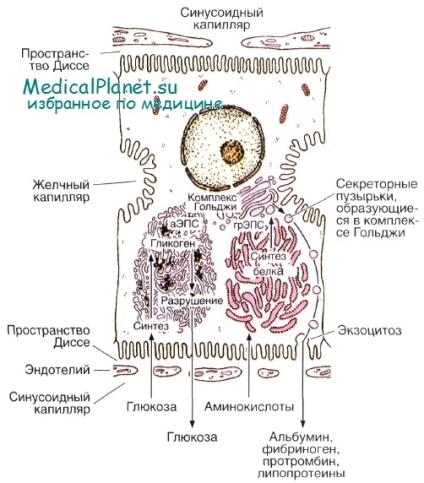 Structura hepatocitelor