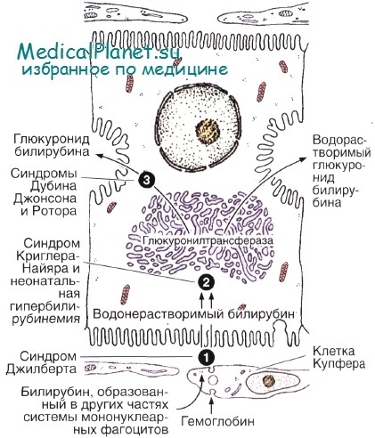 Structura hepatocitelor