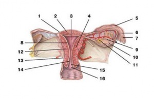 Structura organelor genitale feminine