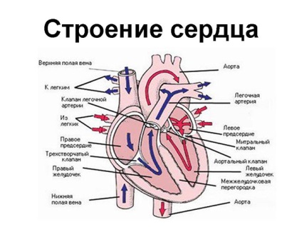 Az emberi szívszerkezet sémája