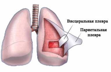 Schema structurii inimii umane