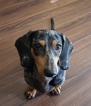 Descrierea rasei dachshund, ingrijire si sanatate, pret, fotografie