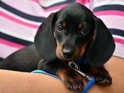 Descrierea rasei dachshund, ingrijire si sanatate, pret, fotografie