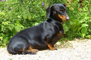 Descrierea rasei dachshund, ingrijire si sanatate, pret, fotografie