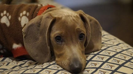 Descrierea rasei dachshund, ingrijire si sanatate, pret, fotografie