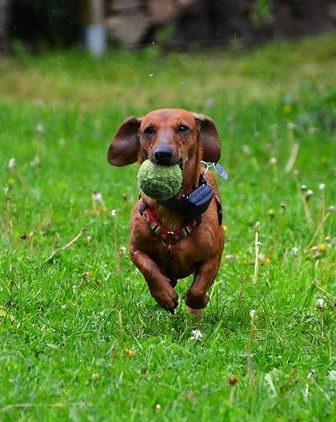 Descrierea rasei dachshund, ingrijire si sanatate, pret, fotografie