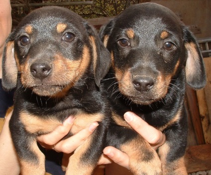 Descrierea rasei dachshund, ingrijire si sanatate, pret, fotografie