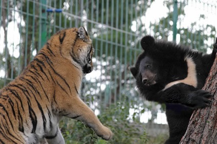 Tiger vs. urs, blogul pustnicului