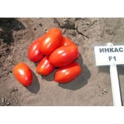 Tomato Aston f1, cumpărați semințe de tomate aston f1 nuneme holland, magazin online de 10 hectare