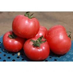 Tomato Aston f1, cumpărați semințe de tomate aston f1 nuneme holland, magazin online de 10 hectare
