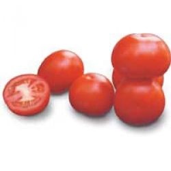 Tomato Aston f1, cumpărați semințe de tomate aston f1 nuneme holland, magazin online de 10 hectare