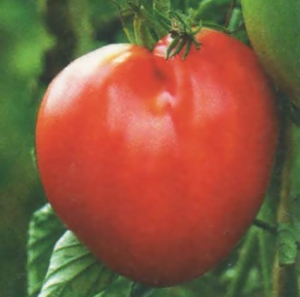 Tomatul este o inimă bullish, caracteristică a șase sute de consilii