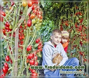 Pomii de tomate - recenzii ale unui grădinar experimentat, un site despre o grădină, o reședință de vară și plante de apartament