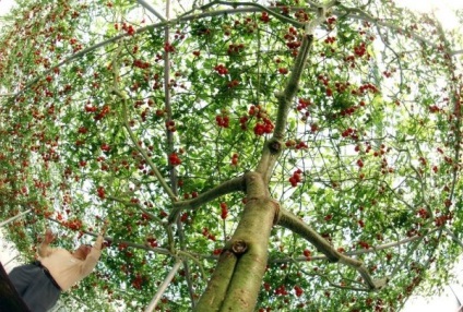 A paradicsom - polipkrém f1 paradicsomfa, jellegzetességek és fotók